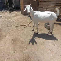 بز جزیره ای آبستن سه ماه