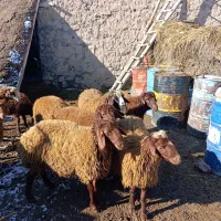 بره نر|حیوانات مزرعه|هیر, |دیوار