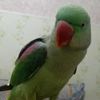 شاه طوطی ماده کاملن دستی.