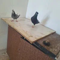 پرنده