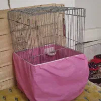 قفس کاسکو/ عروس هلندی/ قفس پرنده/قفس بزرگ