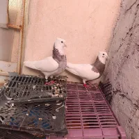 طوقی