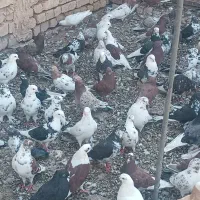 کفتر حسابی