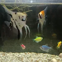 ماهی آنجل مولد