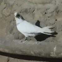 کبوتر|پرنده|چرداول, |دیوار
