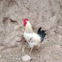 دو عدد خروس