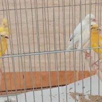 قناری یکسر عالی