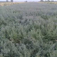 یونجه پرس شده اماده