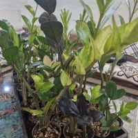 زامفولیا ابلق تایلندی