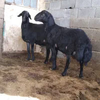 بره قوچ قره قزل پلنگی شال مهربان افشار میش بز