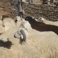 بره نر|حیوانات مزرعه|یزد, |دیوار