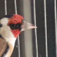 سهره جوجه قفس