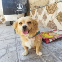 سگ پا کوتاه