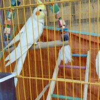 عروس هلندی نر