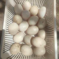 تخم اردک اسرائیلی نطفه دار
