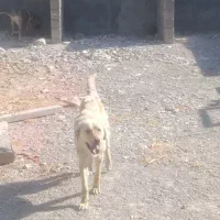 پژدر|سگ|بدره, |دیوار
