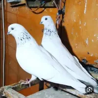پرنده