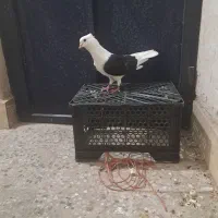 کبوتر دوکت سیاه