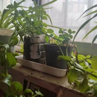 گل و گیاه|گل و گیاه طبیعی|قوچان, |دیوار