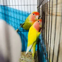جفت طوطی برزیلی فوق مولدتضمینی وجوجه ها