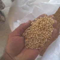 گندم وخوراک دام