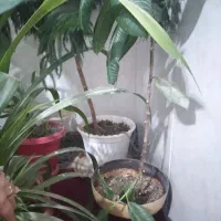 قشنگ|گل و گیاه طبیعی|سبزوار, ولیعصر (نجار آباد)|دیوار