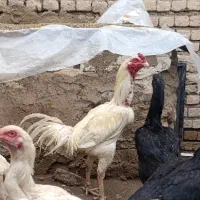 خروس لاری سفید افغان