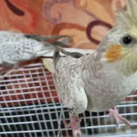 2جفت عروس هلندی شیطون(۵ ماهه)