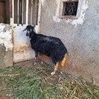قوچ جوان