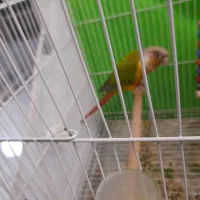 طوطی گرینجیک