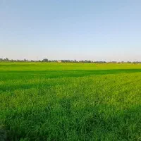 شالیزار-سند-تک-برگ-نزدیک-مسکونی-املاک-بزرگ-سمام