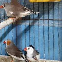 یک جفت فنچ بالغ