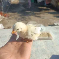 جوجه محلی 2 هفته ای