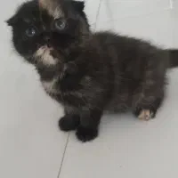 اسکاتیش|گربه|مشهد, شهرک امام هادی (شهرک غرب)|دیوار