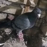 کبوتر