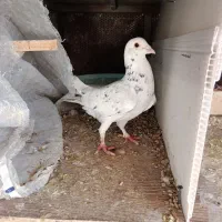 سرور پلاکی نر مست مست جون جون