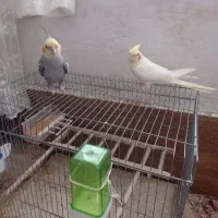 عروس هلندی
