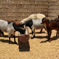 بز داشتی آبستن