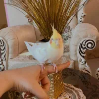 عروس هلندی دستی جفت با قفس