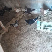 14 تا کفتر