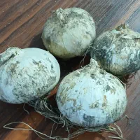 موسیر