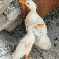 فروش اردک