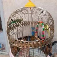 عروس جفت سخنگو ومرغ عشق جفت
