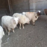 بره  نر وماده  پروار