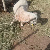بره نر|حیوانات مزرعه|چترود, |دیوار