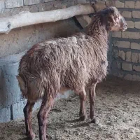 یک عدد بره نر سبک