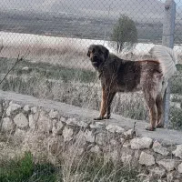 سگ سرابی جوان