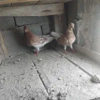 کفتر معاوضه با مرغ خروس