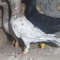 خطی