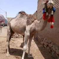 شتربسیارآرام اوساری لوقی
